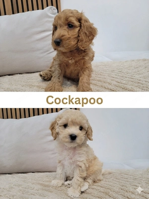 Wunderschöne Cockapoo Welpen