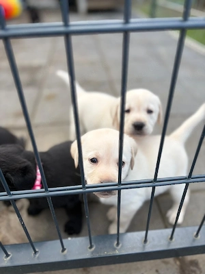  Reinrassige Labrador Retriever Welpen 