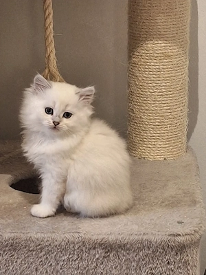 Kitten mit himmelblau Augen Bild 9