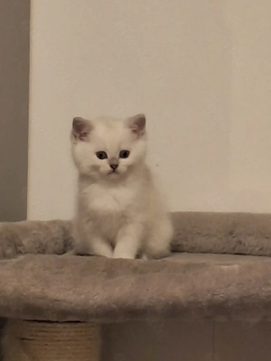 Kitten mit himmelblau Augen Bild 7