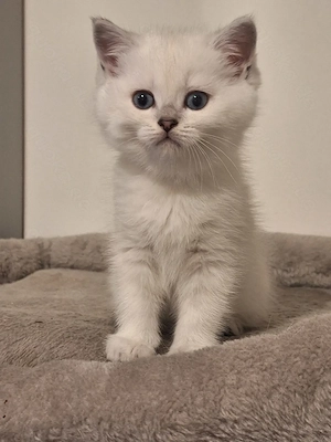 Kitten mit himmelblau Augen