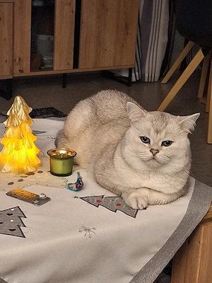 Kitten mit himmelblau Augen Bild 11