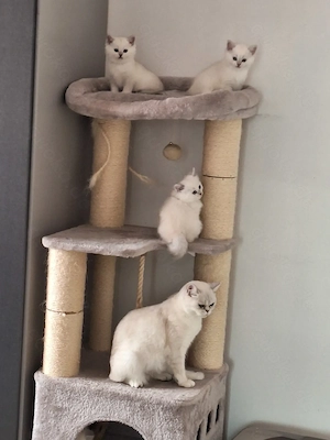 Kitten mit himmelblau Augen Bild 4
