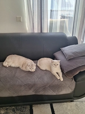 Kitten mit himmelblau Augen Bild 12
