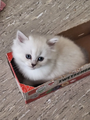 Kitten mit himmelblau Augen Bild 5