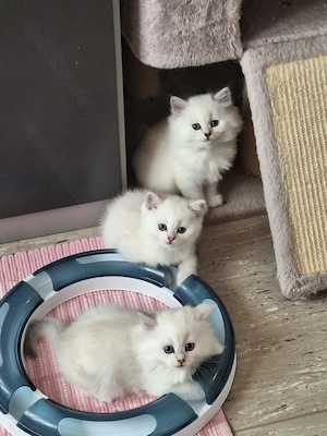 Kitten mit himmelblau Augen Bild 3
