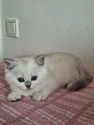 Kitten mit himmelblau Augen Bild 2
