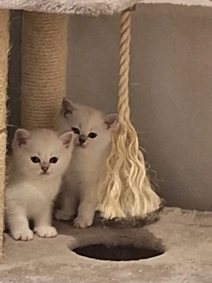 Kitten mit himmelblau Augen Bild 8