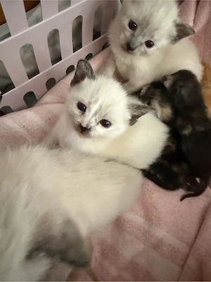 Siamkatze Katze Siam Seal Point Katzen 