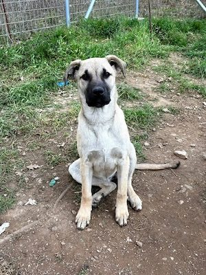 Zuhause oder Pflegestelle gesucht für Aila