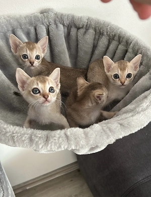 Reinrassige Singapura Kitten