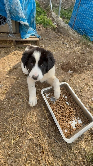 Zuhause oder Pflegestelle gesucht für Mavi