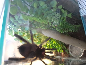 Avicolaria metallica weibchen mit oder ohne terrarium Bild 5