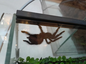 Avicolaria metallica weibchen mit oder ohne terrarium Bild 2