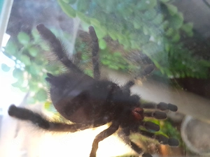 Avicolaria metallica weibchen mit oder ohne terrarium Bild 4