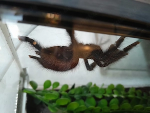 Avicolaria metallica weibchen 