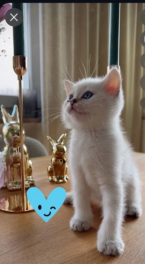 Reinrassige BKH Kitten mit Stammbaum Bild 10