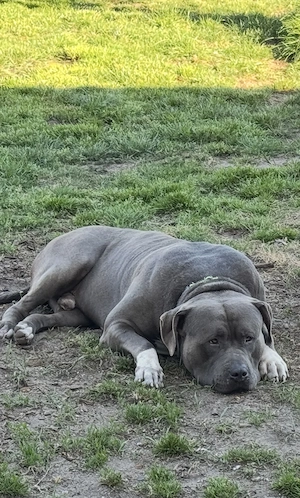 American Bully sucht Familie mit Kinder