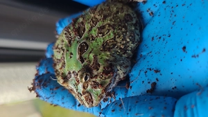 Schmuckhornfrosch (C. cranwelli) 
