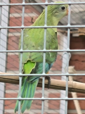 Barabant (schildsittich)