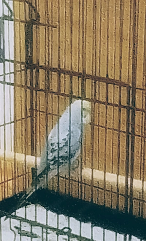 Junger Wellensittiche 