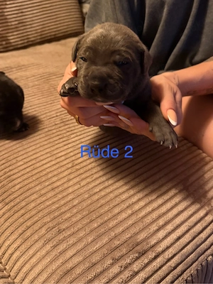 Wunderschöne Cane corso welpen 