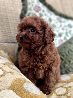 zwergpudel -Toy Pudel.