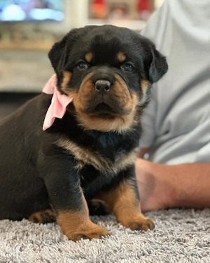 Rottweilerwelpen   Rüden und Hündinnen