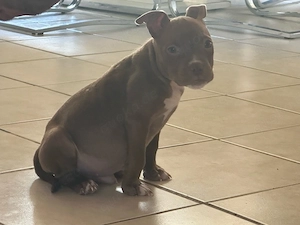 Wunderschöner American Pocket Bully Rüde 