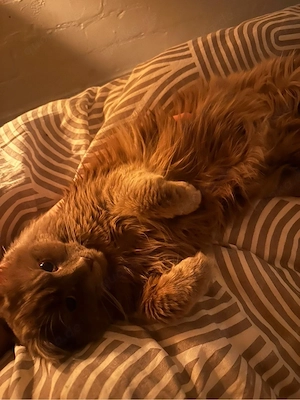 Wunderschöner BKH Maine Coon Kater zu verkaufen   