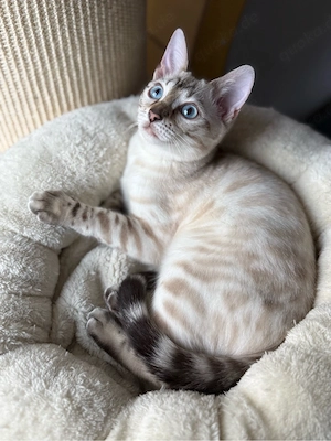 Bengal Zuchtkatze Seal lynx Charcoal 