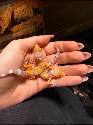 0.0.4 Leopardgecko Stonedevil x Stonewash Bell