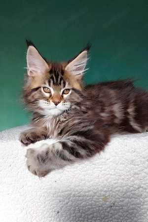Traumhafter Maine Coon Kater   13 Wochen   Verspielt & Geimpft