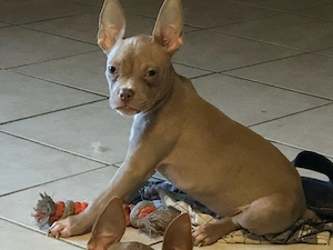 Wunderschöne American Pocket Bully Hündin 