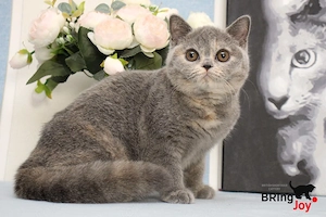 Schöne britische Shorthair Katzen und Kittens jetzt verfügbar . 