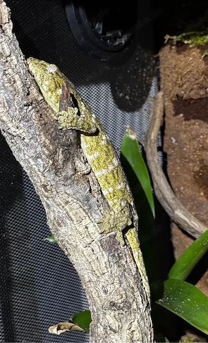 Rhacodactylus Leachianus "Nu Ami"