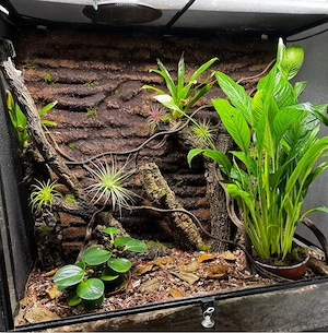 Rhacodactylus Leachianus "Nu Ami" mit Terrarium