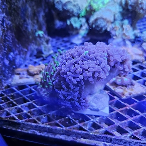 Korralen SPS, LPS und Lederkorallen