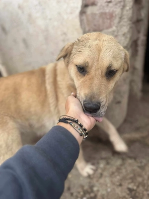 Susi, eine wunderschöne Hündin sucht ihre Menschen Bild 6