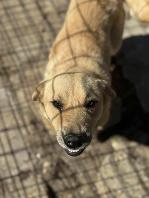 Susi, eine wunderschöne Hündin sucht ihre Menschen Bild 3