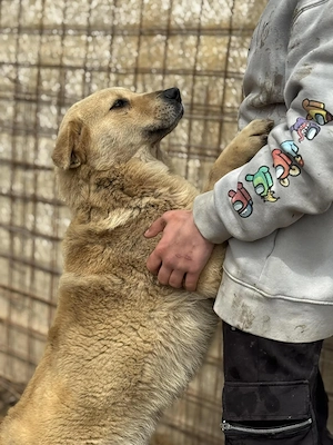 Susi, eine wunderschöne Hündin sucht ihre Menschen