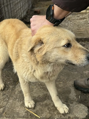 Susi, eine wunderschöne Hündin sucht ihre Menschen Bild 5