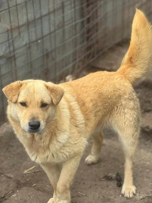 Susi, eine wunderschöne Hündin sucht ihre Menschen Bild 4