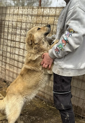 Susi, eine wunderschöne Hündin sucht ihre Menschen Bild 2