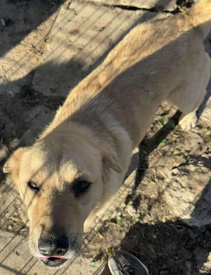 Susi, eine wunderschöne Hündin sucht ihre Menschen Bild 7