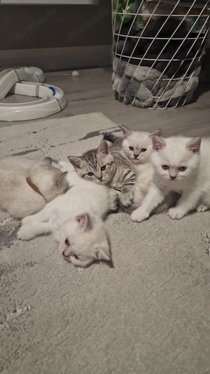 süße BKH Kitten suchen eine neue Familie