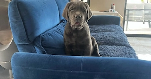 Exklusiver Cane Corso Welpe   Rüde | PREMIUM KLASSE