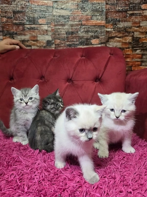 6 wunderschöne Kitten, 8 Wochen alt, abholbereit