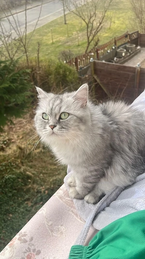 Kati sucht neues Zuhause 