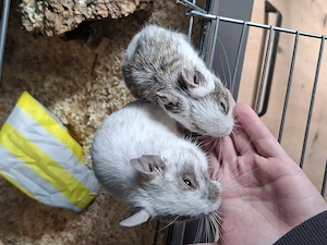 Ich verkaufe meine Degus inkl. Zubehör